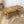 vintage_ercol_blonde_model_459_coffee_table