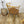 vintage_ercol_cowhorn_dining_chairs