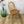 vintage_ercol_model_370_elm_blonde_dining_chairs