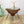 vintage_franco_albini_rattan_cane_tripod_coffee_table