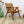 vintage_rex_120_lounge_chair_niko_kralj_mid_century