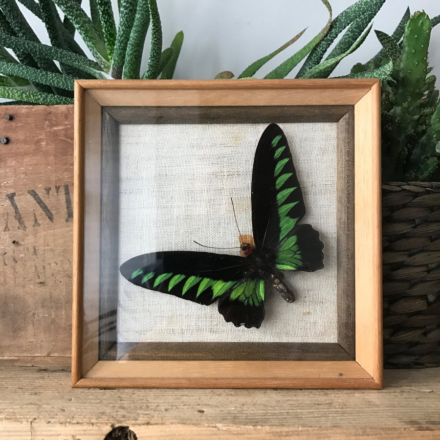 Single Vintage Butterfly Taxidermy #rajahbrookes