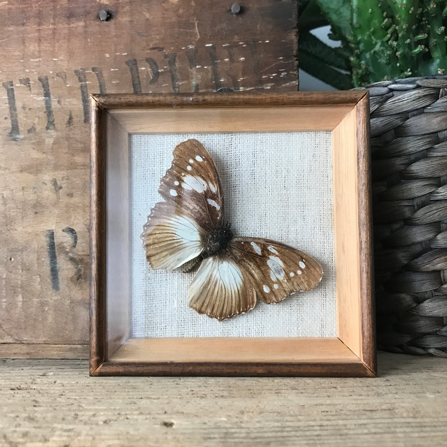 Single Vintage Butterfly Taxidermy