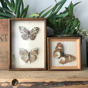 Double Vintage Butterfly Taxidermy #naturals