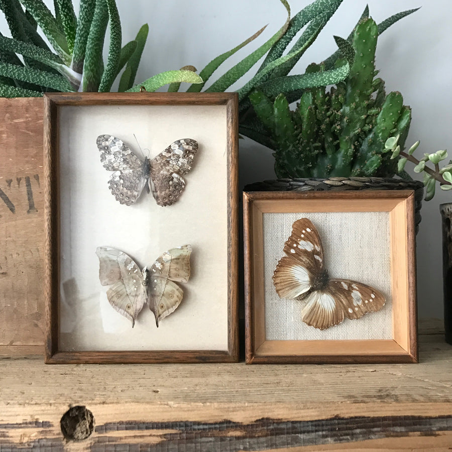 Single Vintage Butterfly Taxidermy