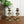 Mid Century Brass Cobra Candlesticks #A1