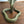 Mid Century Brass Cobra Candlesticks #A1