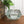 Mid Century Glass Ornamental Water Lily Bowl