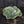 Large Vintage Cabbage Leaf Dish