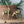 *Medium* Vintage Brass Pair of Deer