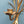 hollywood_regency_vintage_gold_wheat_sheaf_sconces