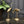 Mid Century Brass Cranes #3a