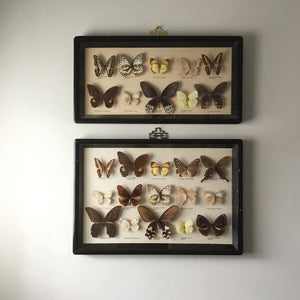 Large Vintage Butterfly Taxidermy Collection