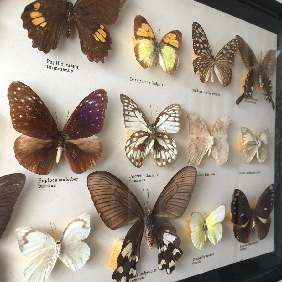 Large Vintage Butterfly Taxidermy Collection
