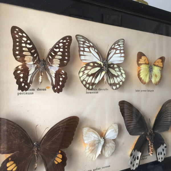 Medium Vintage Butterfly Taxidermy Collection