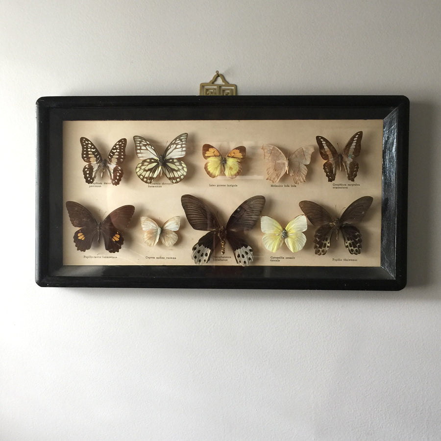 Medium Vintage Butterfly Taxidermy Collection