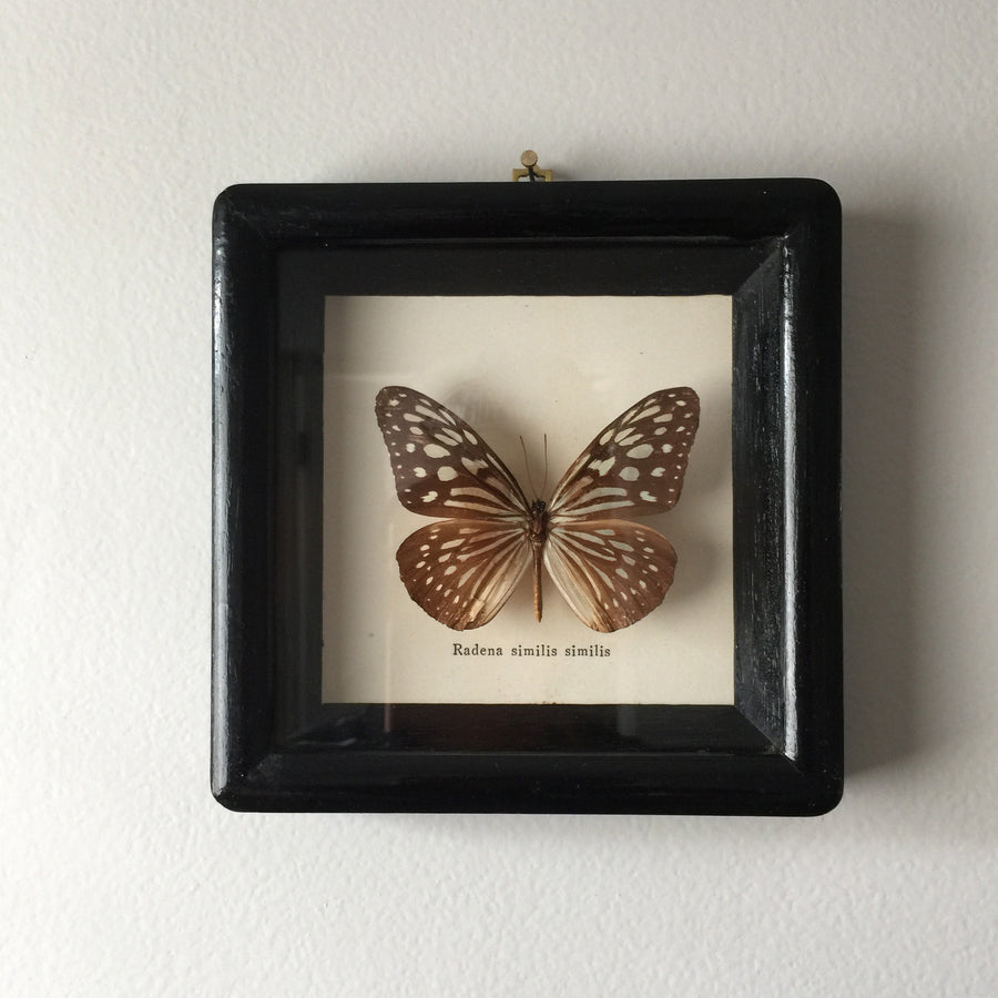 Petite Vintage Butterfly Taxidermy #1