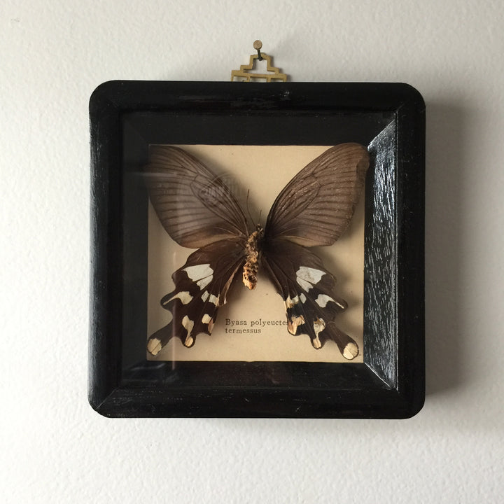 Petite Vintage Butterfly Taxidermy #2