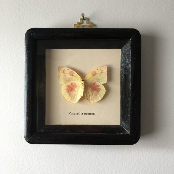 Petite Vintage Butterfly Taxidermy #3