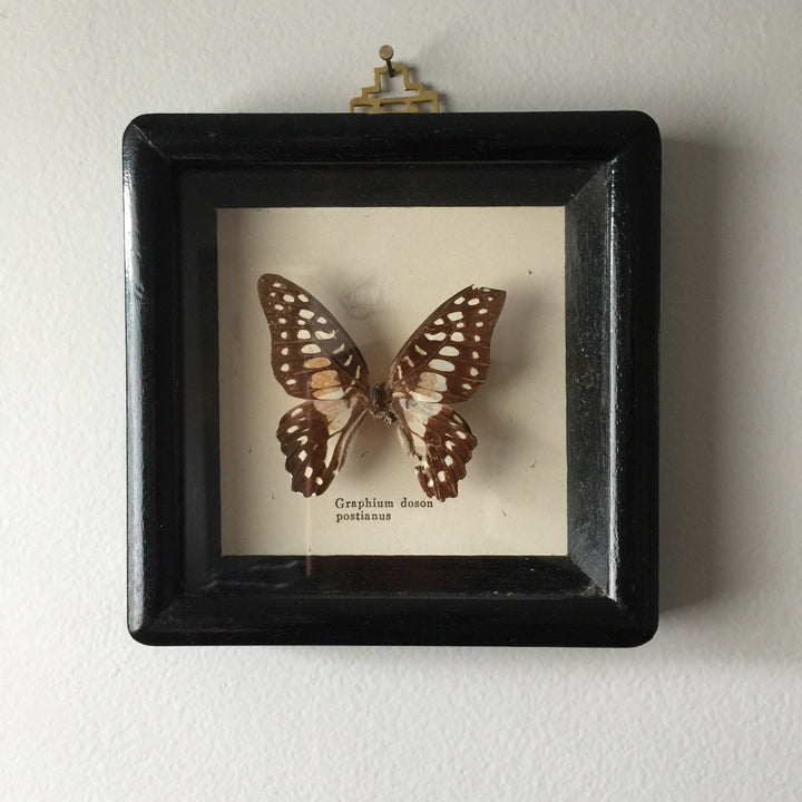 Petite Vintage Butterfly Taxidermy #4