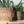 Mid Century Buffalo Horn Carved Crane