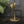 Mid Century Brass Cobra #A1