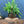 Vintage Brass Swan Planter