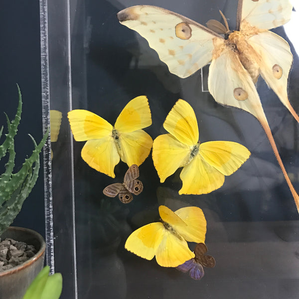 LARGE Vintage Butterfly Taxidermy / Art Work
