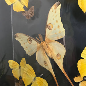 LARGE Vintage Butterfly Taxidermy / Art Work
