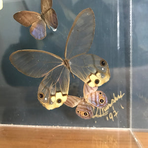 LARGE Vintage Butterfly Taxidermy / Art Work