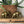 Mid Century Brass Pair of Elephants