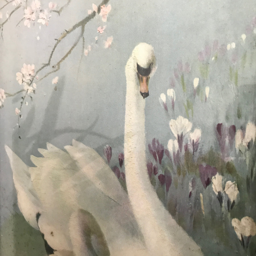 Vintage 1960s Swans Framed Picture