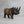 Petite Mid Century Teak Carved Rhino 22-1