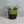 Green Vintage Ceramic Plant Pot - 05GP