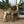 Mid Century Brass Camel - palm tree detail