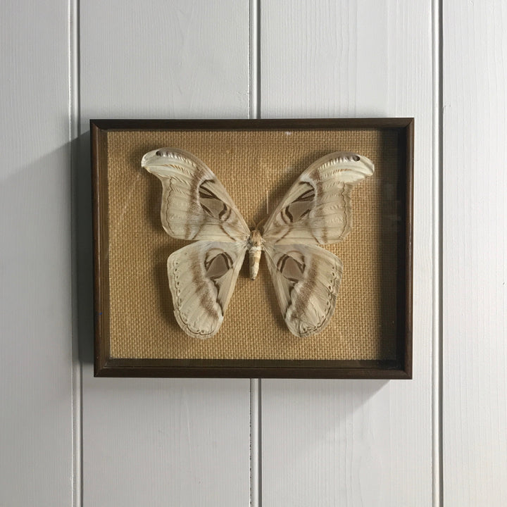 Vintage Atlas Moth Taxidermy
