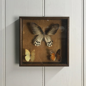 Trio Vintage Butterfly Taxidermy Collection #3