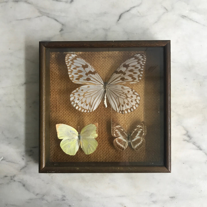 Trio Vintage Butterfly Taxidermy Collection #4