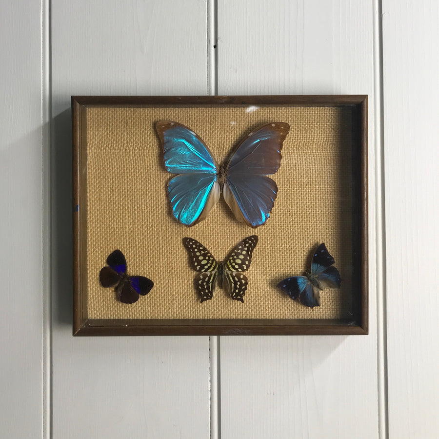 Trio Vintage Butterfly Taxidermy Collection #6