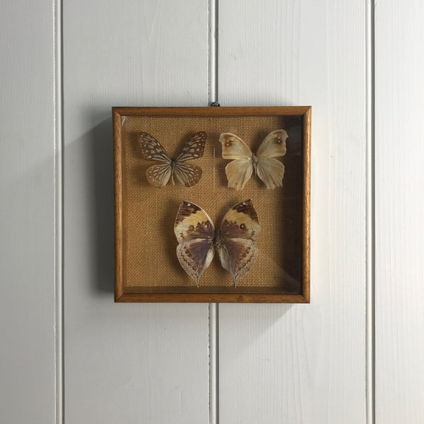 Trio Vintage Butterfly Taxidermy Collection #8
