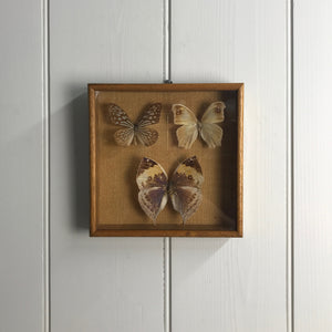 Trio Vintage Butterfly Taxidermy Collection #8