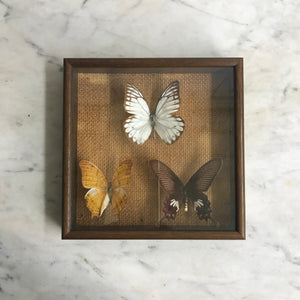 Trio Vintage Butterfly Taxidermy Collection #9