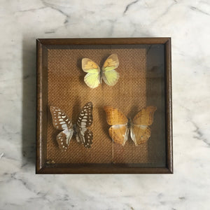 Trio Vintage Butterfly Taxidermy Collection #10