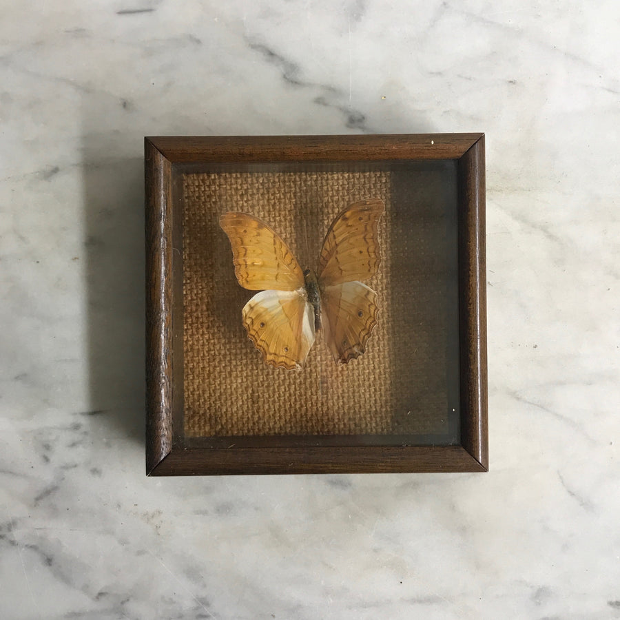 Small Vintage Butterfly Taxidermy #11