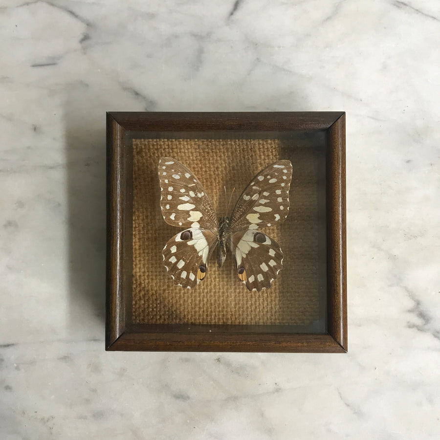 Small Vintage Butterfly Taxidermy #13
