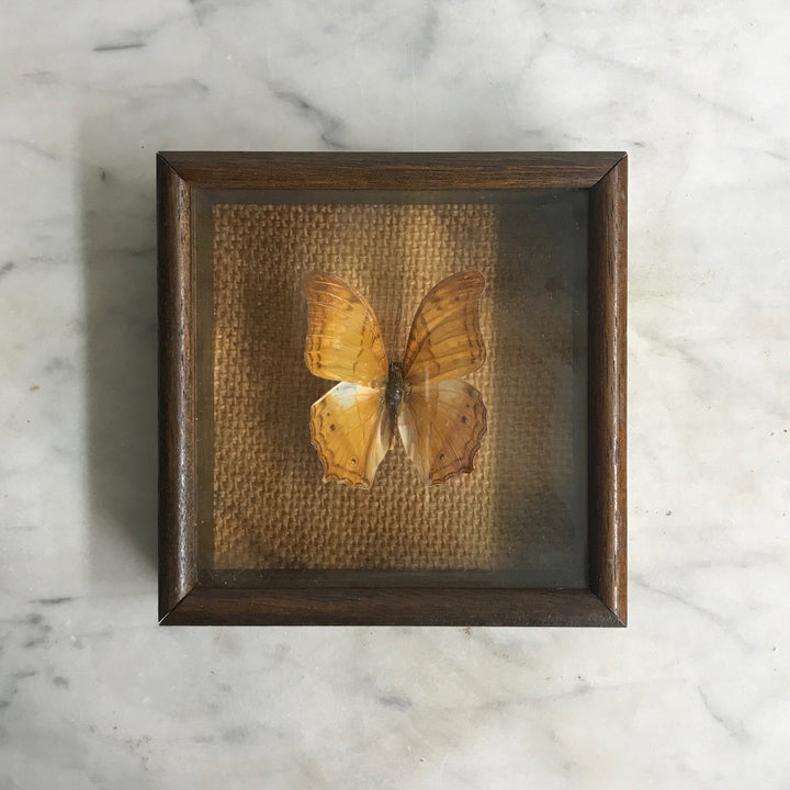 Small Vintage Butterfly Taxidermy #14