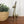 Mid Century Brass Donkey/Mule - Large