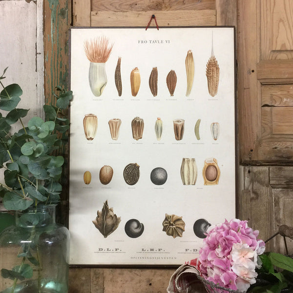 Vintage Ellen Backe Botanical Wall Chart #1