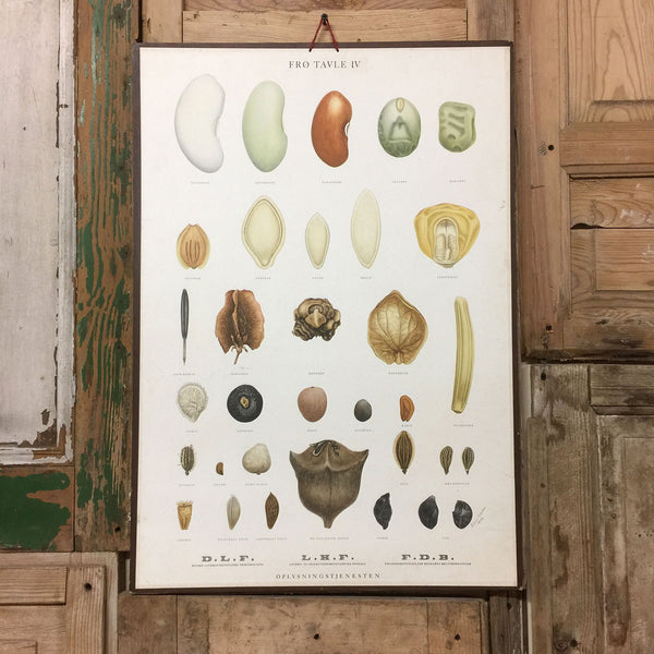 Vintage Ellen Backe Botanical Wall Chart #2