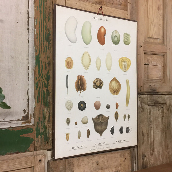 Vintage Ellen Backe Botanical Wall Chart #2
